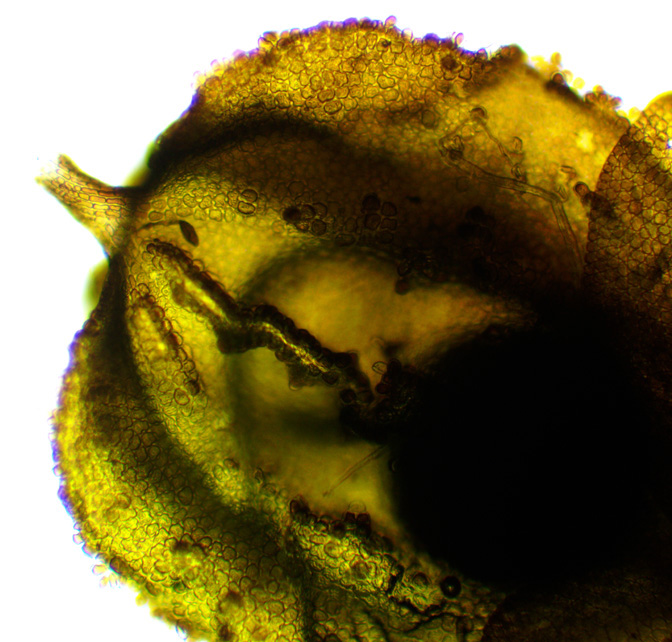 Frullania brittoniae